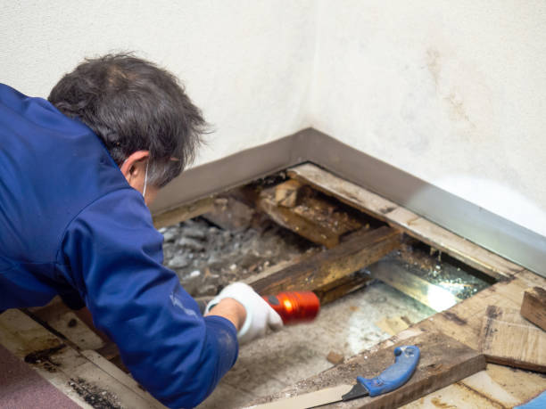 Best Local Mold Removal Service  in Glenville, WV