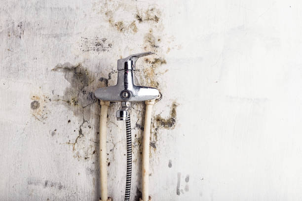 Best Professional Mold Removal  in Glenville, WV