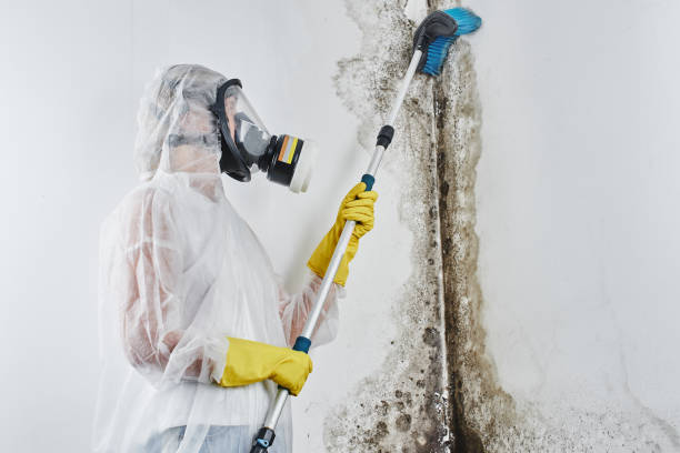 Best Attic Mold Removal  in Glenville, WV