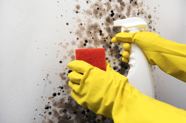Best Mold Damage Repair  in Glenville, WV
