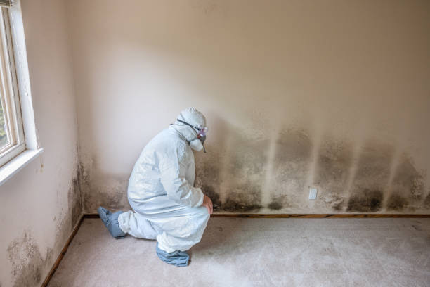 Best Office Mold Removal Services  in Glenville, WV