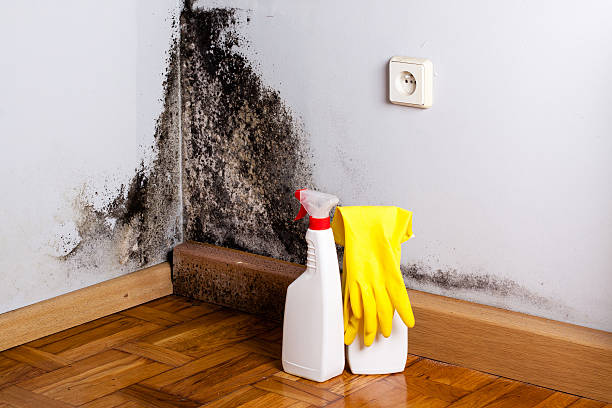 Best Home Mold Removal  in Glenville, WV