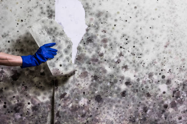 Reliable Glenville, WV Mold Removal Solutions