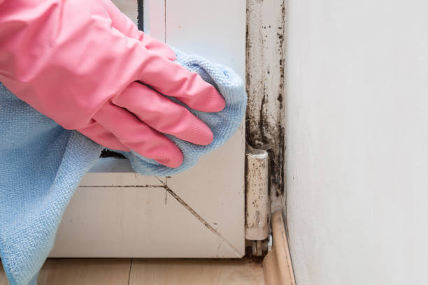 Best Mold Cleaning Services  in Glenville, WV