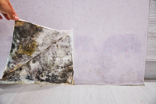 Best Residential Mold Removal  in Glenville, WV